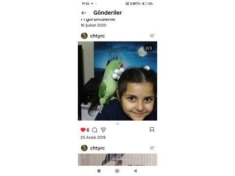 Dişi iskender papağanı yarı evcil damızlık