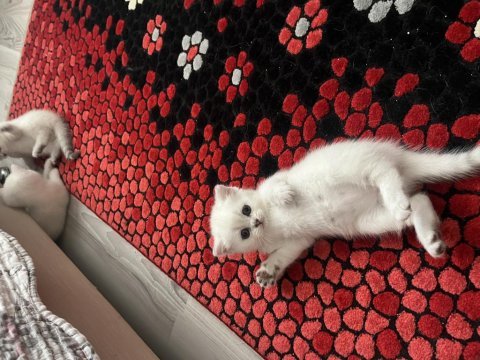 Scottish fold 45 günlük