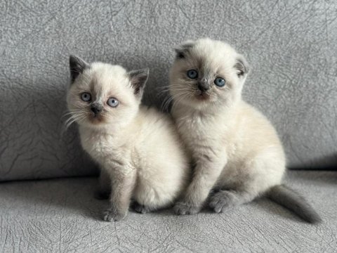 Ev ortamında büyümüş eşsiz güzellikte scottish fold yavrular