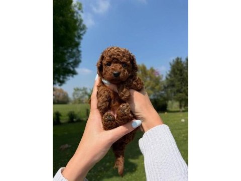 Antalya toy poodle yavruları