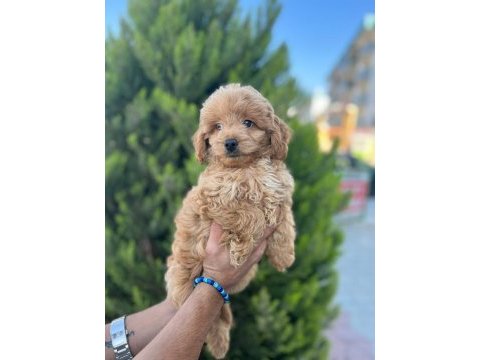 Poodle yavrumuz