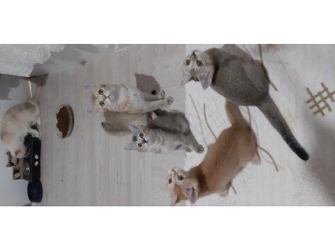 British shorthair yavrularımız