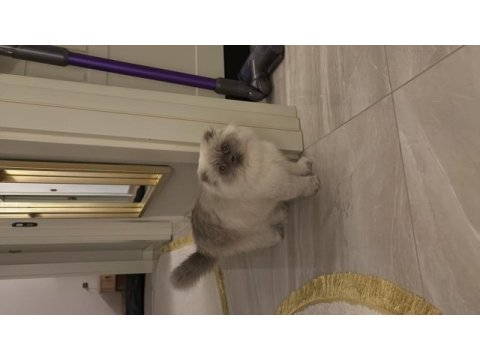 Ücretsiz sahiplendirme 11 aylık kedimiz