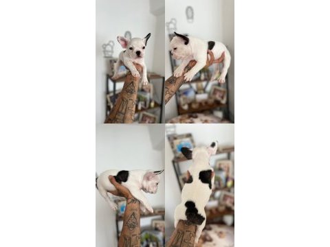 French bulldog yavru