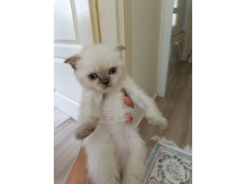 Scottish fold dişi ve erkek yavru kediler