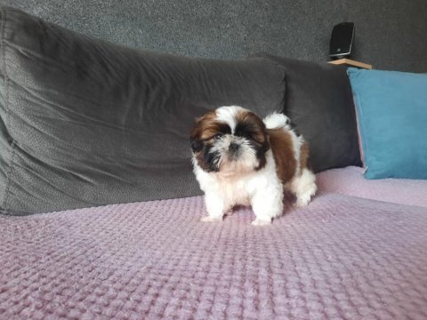 Shih tzu yavrular