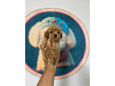 Maltipoo minnaklar