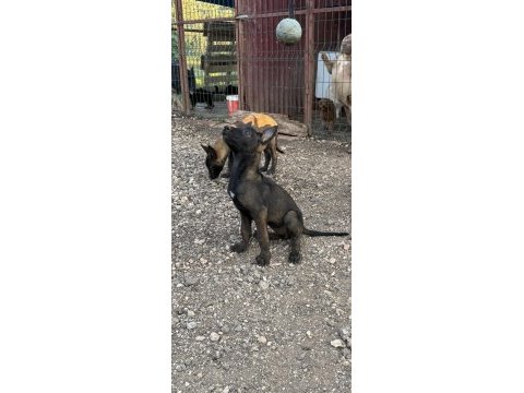 A kalite kopkoyu yavrular dişi ağırlıklı belçika kurdu