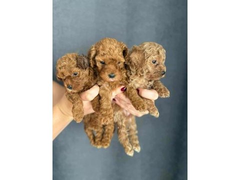 Orji̇nal red brown  face baby toy poodle yavrular