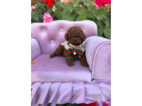 Micro teacup kore poodle yavrularımız