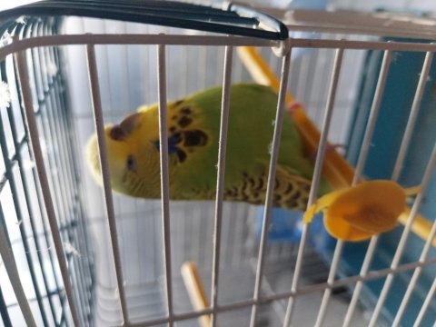 Muhabbet kuşu kafesi