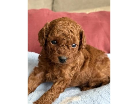 Kalite toy poodle yavrularımız yeni ailelerini bekliyor