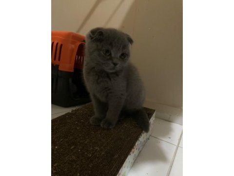 4 aylık gri scottish fold dişi a kalite yavru