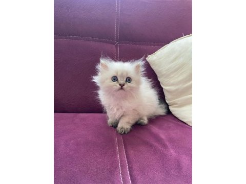 British longhair yavru kedilerimiz teslime hazırdır