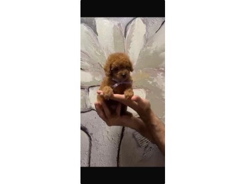 Uygun fiyata toy poodle dişi