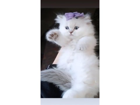Boncuk gözlü british longhair dişi
