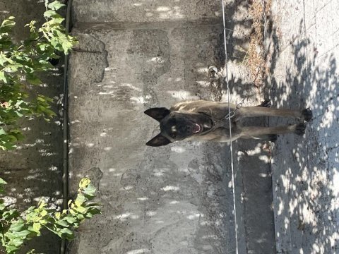 Belçika malinois köpeğimiz