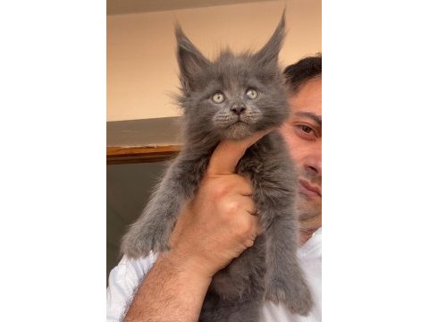 Polydactly 6x6x6x6 erkek yavru kedimiz