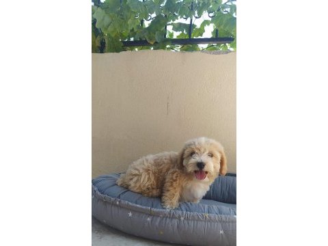 Oyun oynayıp insanları güldürmek onun işi maltipoo