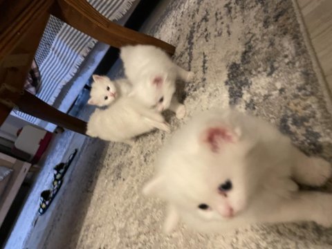 British longhair british shorthair