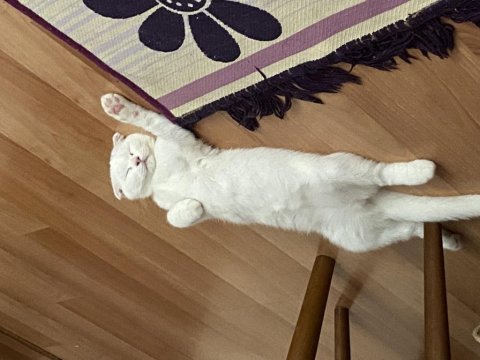 Bir annemiz bir dişi yavru kediler