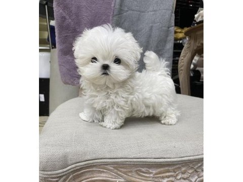 Fincan maltese