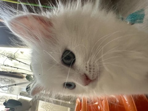 2 aylık satılık british longhair odd eyes