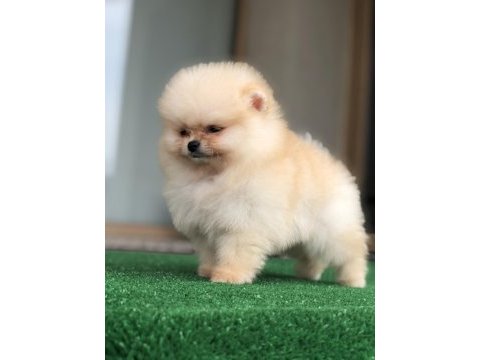 2.5 aylık üst kalite erkek pomeranian boo yavruları