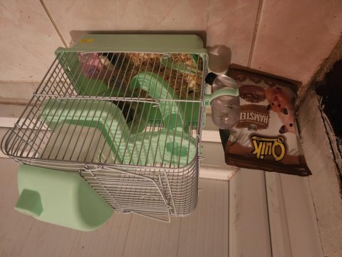 Hızlı gonzales hamster
