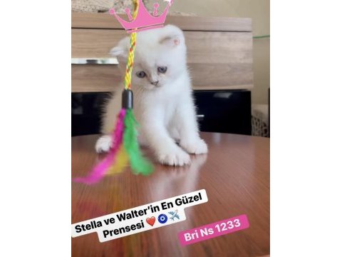 Gold point british shorthair