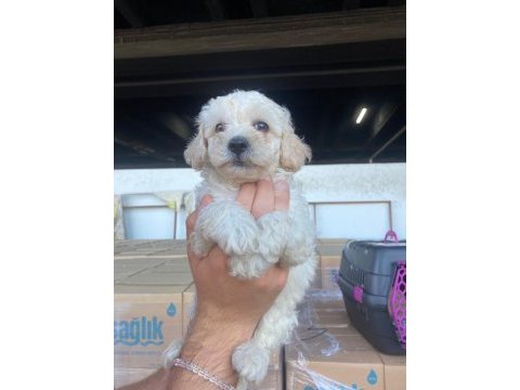 Sağlık ırk garantili maltipoo yavrular