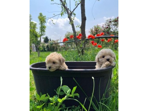 Irk garantili maltipoo yavruları