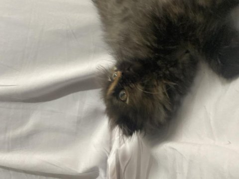 British longhair kırması