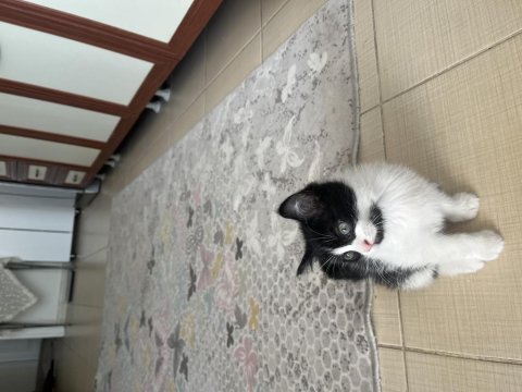 Yavru smokin kedimiz yeni yuvasını arıyor