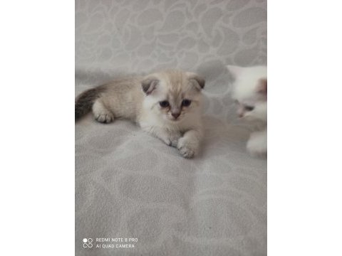 Scottish fold blue point
