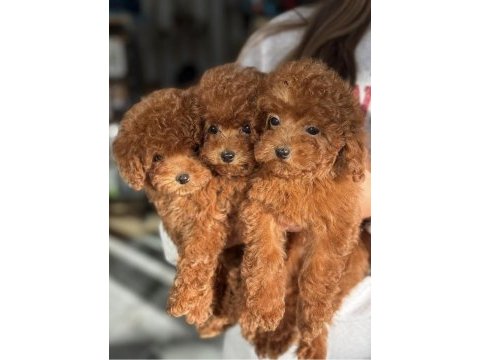Irk ve sağlık garantili toy poodle bebekler