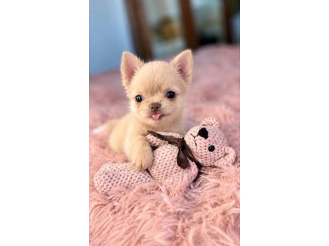 Safkan bir erkek chihuahua