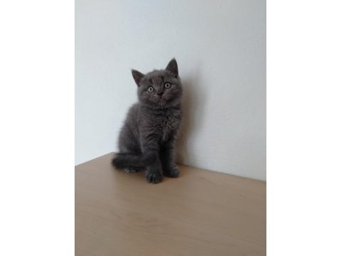 British shorthair erkek