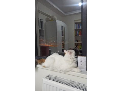 2 yaşında tekir ev kedisi