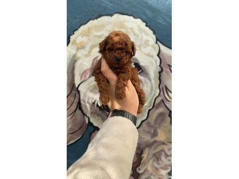 Mutluluk sebebi toy poodle bebeklerim