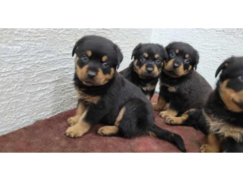 Rottweiler yavruları ırk garantilidir