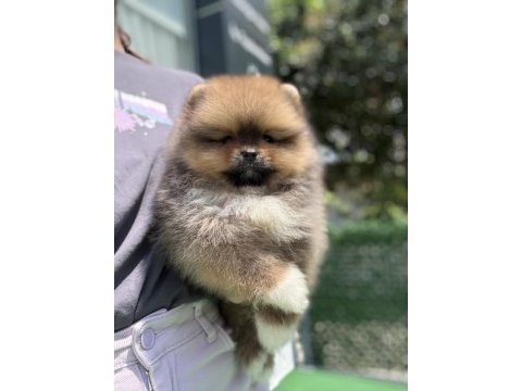 Yakışıklı teddy boo pomeranian