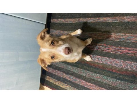 Terrier kızıma ömürlük yuva arıyorum