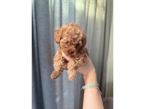 Evde büyüyen poodle yavrular