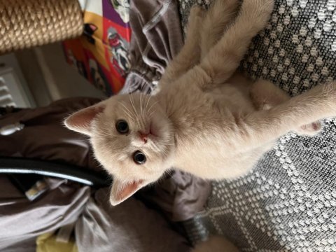 Tam bir barbie british shorthair