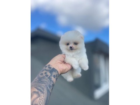 Gülen surat pomerian booo bebekler 