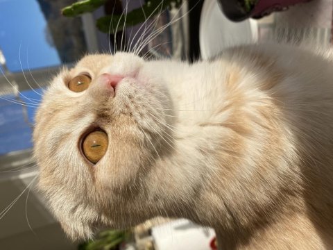 Scottish fold oğlumuza eş