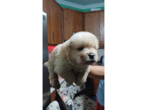 Chow chow yavru