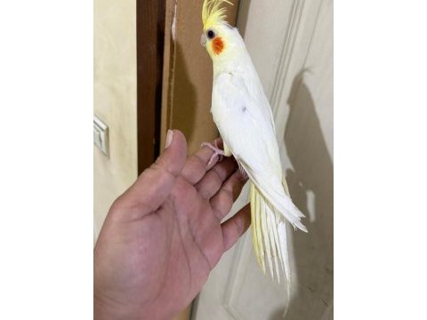 4 aylık eğitime açık %100 erkek lutino sultan yavru