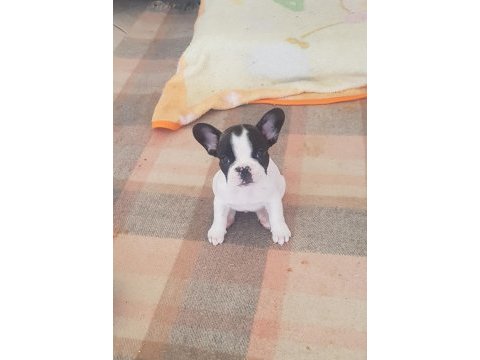 French bulldog oğlum yuvasını arıyor ilk aşısı var uygun